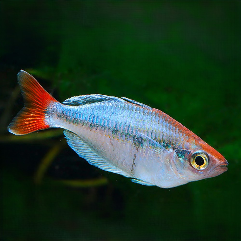 Melanotaenia sp.Kali Tawa regenboogzalm